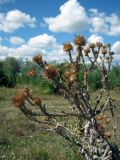 Onopordum acanthium. Верхушка усыхающего плодоносящего растения. Украина, Житомирская обл., г. Новоград-Волынский, окраина города, луг. 24.08.2016.