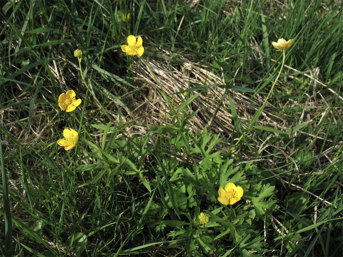 Изображение особи Ranunculus auricomus.