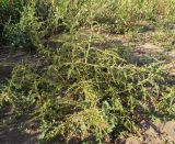 Amaranthus albus