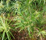 Cyperus involucratus