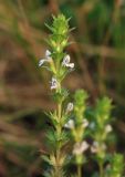 Euphrasia maximowiczii