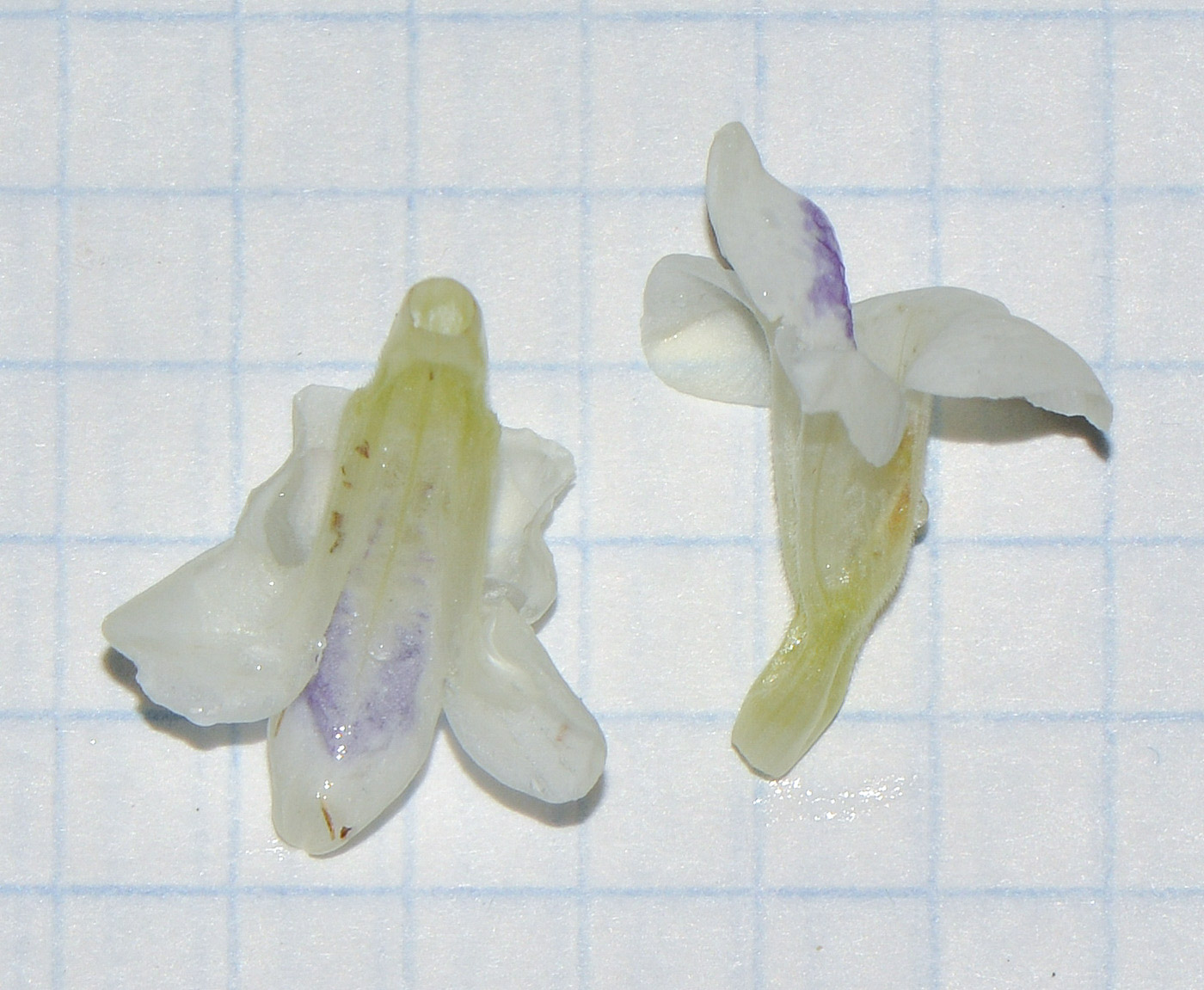 Изображение особи Asystasia gangetica.