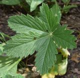 Potentilla asiatica