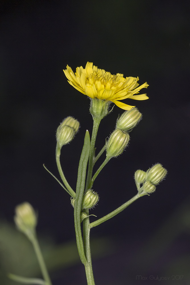 Изображение особи Crepis tectorum.