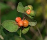 Lonicera caprifolium