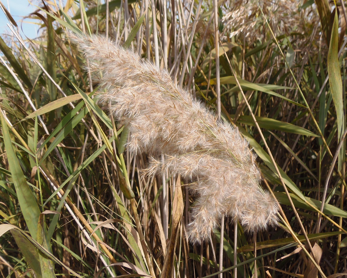 Изображение особи Phragmites australis.