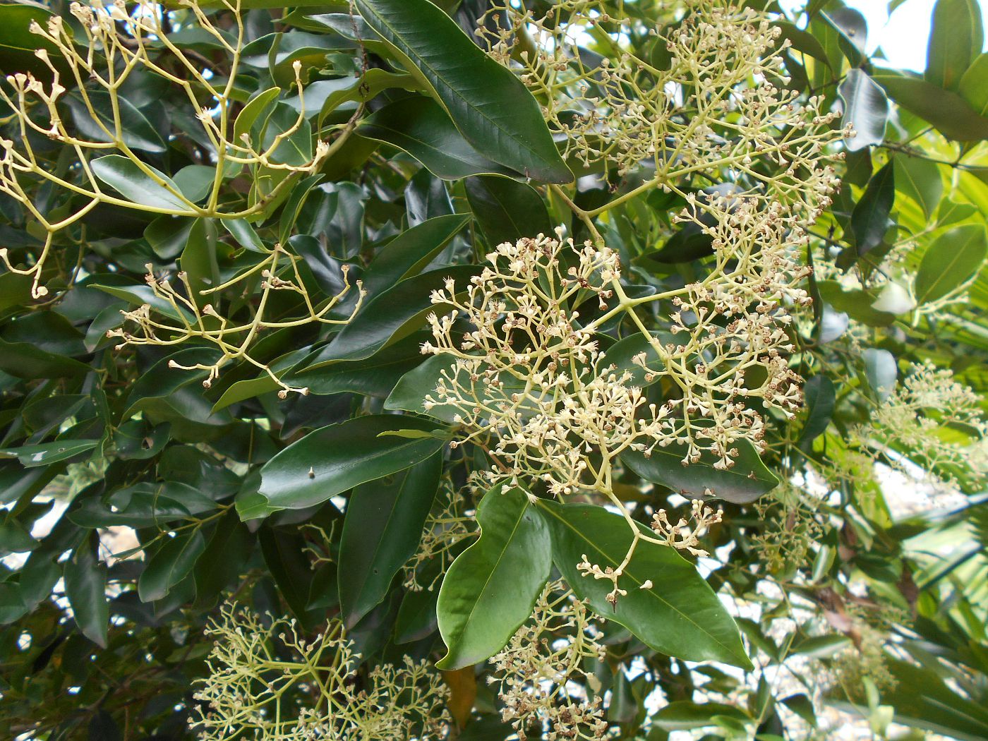 Изображение особи Syzygium hemilamprum.