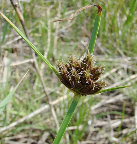 Изображение особи Bolboschoenus maritimus var. compactus.