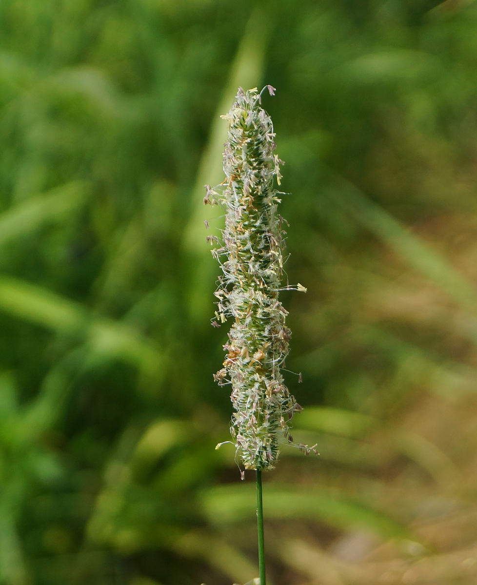 Изображение особи Phleum pratense.