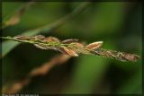 Leersia oryzoides. Часть соцветия (колоски). Республика Татарстан, г. Казань, 07.09.2008.