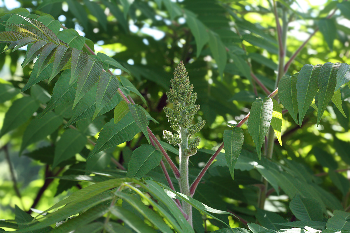 Изображение особи Rhus typhina.