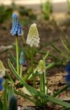 род Muscari