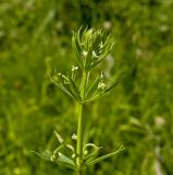 Galium tricornutum