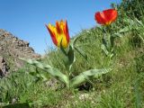 Tulipa greigii. Цветущие растения. Южный Казахстан, Сырдарьинский Каратау, горы Улькунбурултау, ≈ 850 м н.у.м. 12 апреля 2018 г.