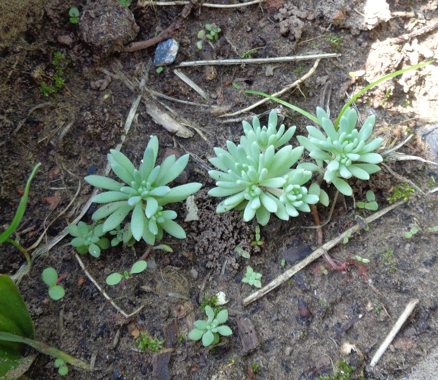 Изображение особи Sedum hispanicum.