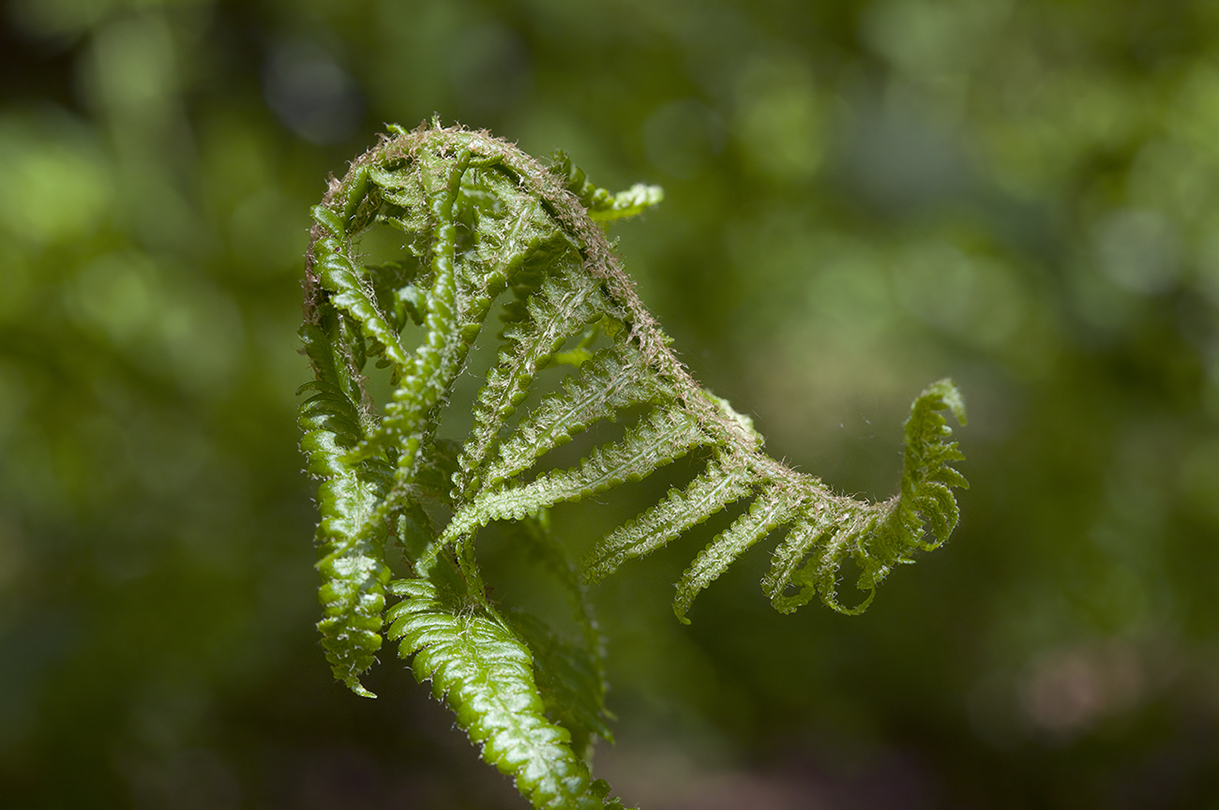 Image of Dryopteris filix-mas specimen.