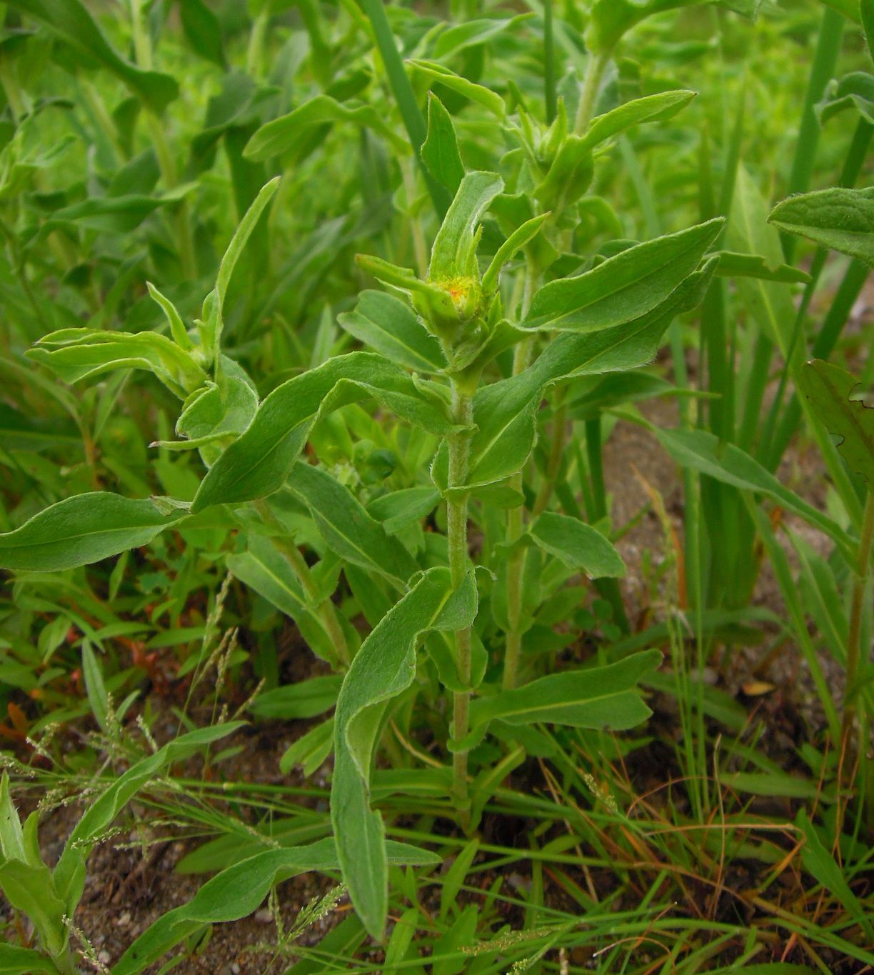 Изображение особи Inula britannica.