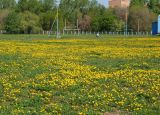 Taraxacum officinale. Цветущие растения. Казахстан, Восточно-Казахстанская обл., г. Усть-Каменогорск, правый берег р. Иртыш, стадион. 09.05.2017.