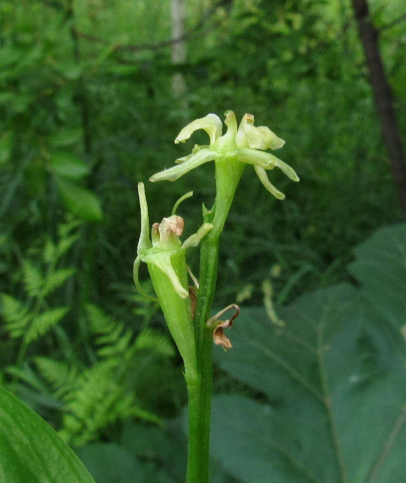 Изображение особи Liparis kumokiri ssp. sajanensis.