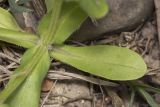 Valerianella turgida