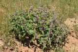 Phlomis regelii