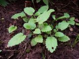 Salvia glutinosa