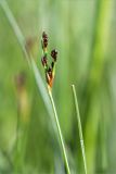 Juncus atrofuscus. Верхушка побега с соцветием в бутонах. Карелия, Лоухский р-н, окр. пос. Чкаловский, берег Белого моря, сырой приморский луг. 11.06.2020.