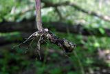 Cardamine bulbifera. Нижняя часть извлечённого из субстрата растения. Республика Адыгея, г. Майкоп, южная окраина, между р. Белая и северной оконечностью водораздельного хребта Нагиеж-Уашх, заболоченный пойменный лес (ива, ольха). 02.05.2021.