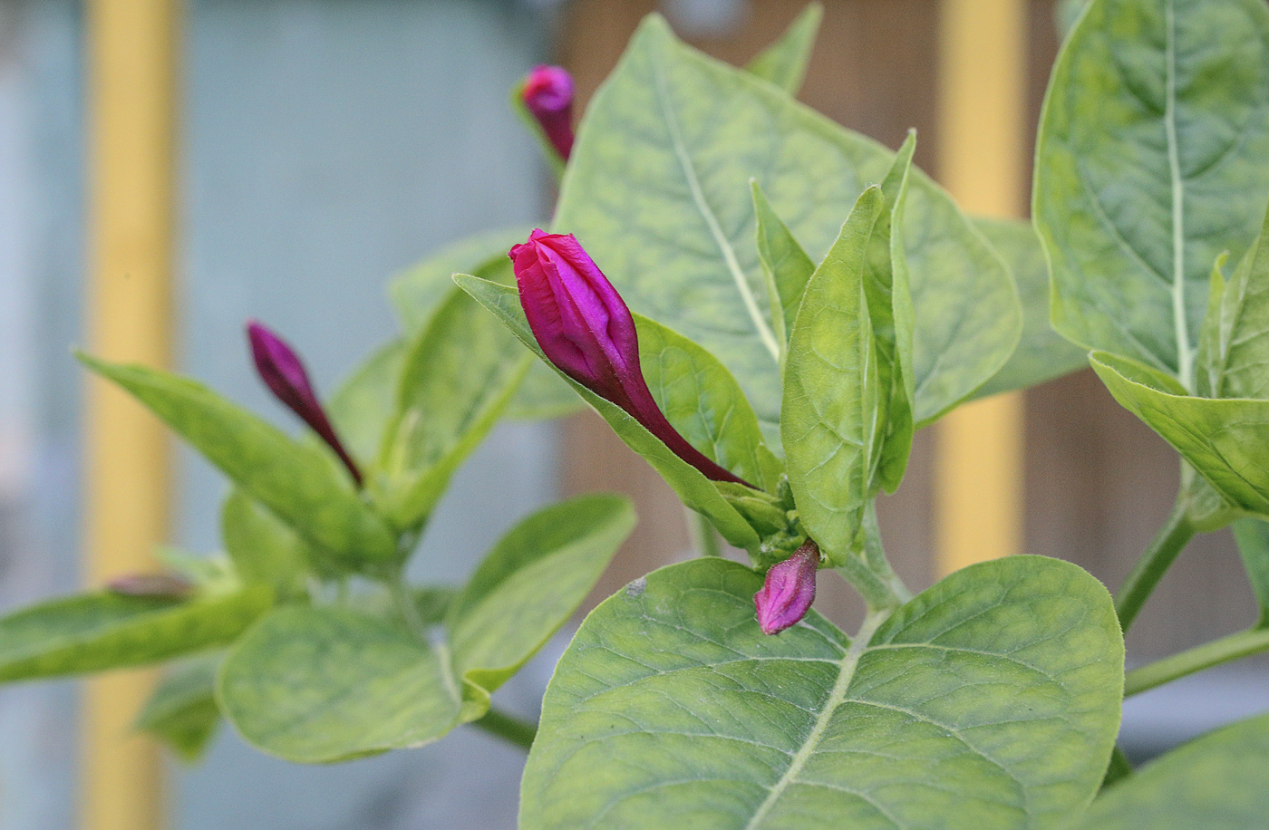 Изображение особи Mirabilis jalapa.