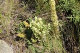 Orostachys spinosa. Цветущие растения (левое - с аномально разветвлённым соцветием). Республика Алтай, Усть-Коксинский р-н, левый берег р. Катунь, окр. руч. Тургунда, каменистый склон. 31.07.2020.