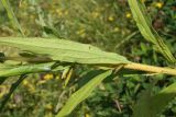 Solidago canadensis