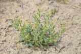 Arnebia decumbens. Цветущее растение. Узбекистан, Бухарская обл., окр. оз. Тудакуль, закреплённые пески. 4 мая 2022 г.