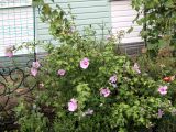 Hibiscus syriacus