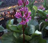 Bergenia crassifolia