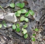 Ranunculus constantinopolitanus