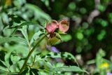 Paeonia anomala. Верхушка побега с формирующимся плодом. Алтай, Северо-Чуйский хр., верховья р. Актру, ≈ 2200 м н.у.м., опушка смешанного леса. 02.07.2021.