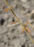 Cleome canescens. Часть побега. Крым, Карадагский заповедник, Тумановая балка, глинистые обнажения. 3 октября 2023 г.