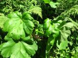 Heracleum ponticum