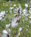 Eriophorum angustifolium