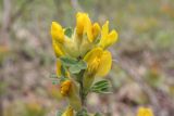 Chamaecytisus triflorus