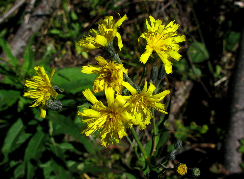 Изображение особи Hieracium krylovii.