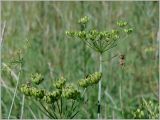 Heracleum sibiricum