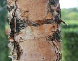 Betula nigra. Часть ствола молодого дерева. Нидерланды, г. Venlo, \"Floriada 2012\". 11.09.2012.