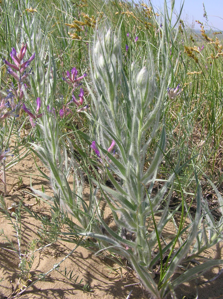 Изображение особи Scorzonera ensifolia.