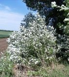 Populus × canescens. Молодые деревья. Ростовская обл., Азовский р-н, окр. с. Кугей. 19.05.2012.