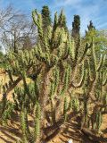 Austrocylindropuntia subulata. Вегетирующее растение. Испания, Каталония, провинция Girona, Costa Brava, Blanes, ботанический сад \"Pinya de Rosa\". 27 октября 2008 г.