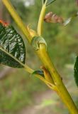 Salix dasyclados