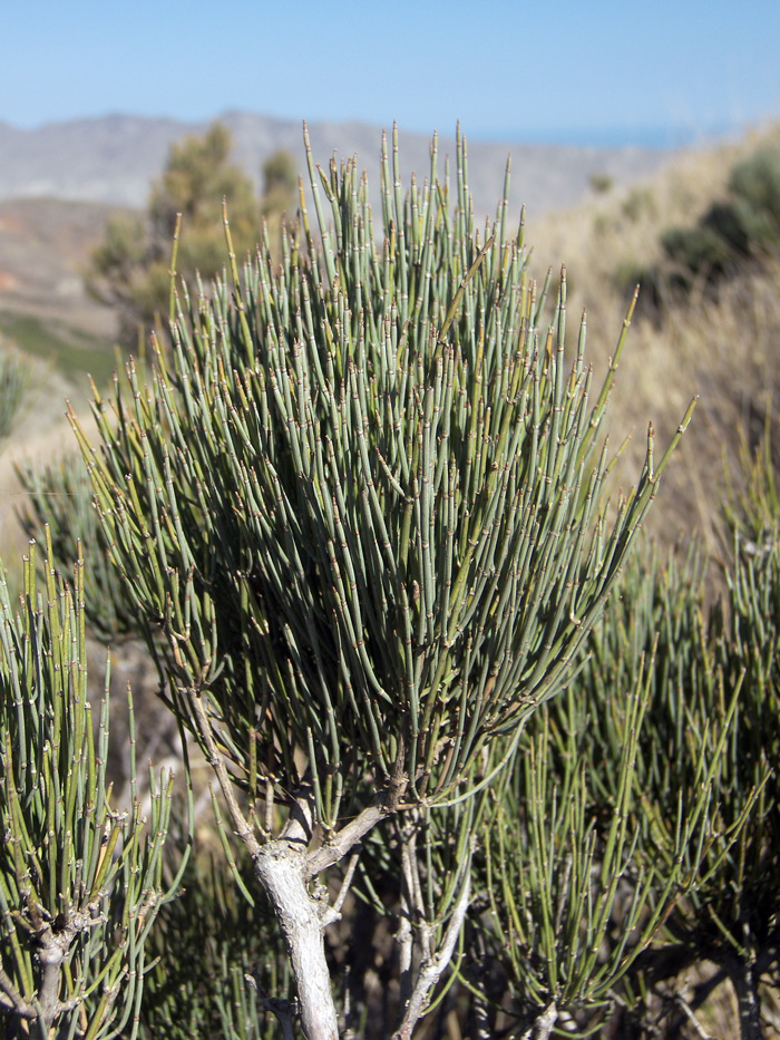 Изображение особи Ephedra procera.