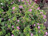 Mirabilis jalapa