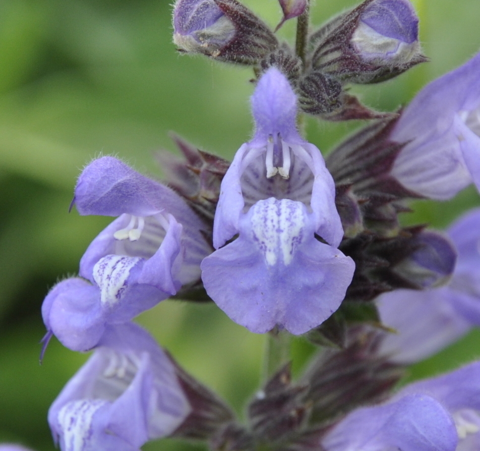 Изображение особи Salvia officinalis.